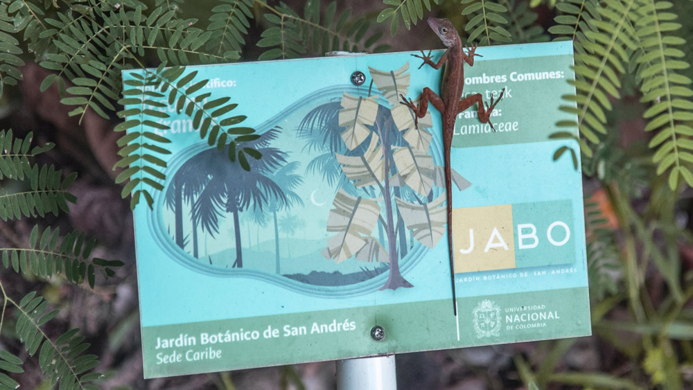 Descubra la flora del Archipiélago en el Jardín Botánico de la Sede Caribe